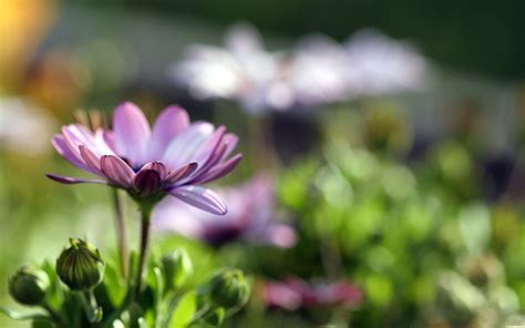 Wallpaper Flower Field Grass Reflections 1920x1200 Wallhaven