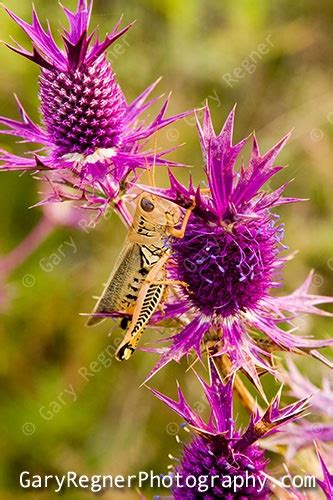 Texas Wildflower Identification Index Texas Wildflower Pictures And Identification By Gary