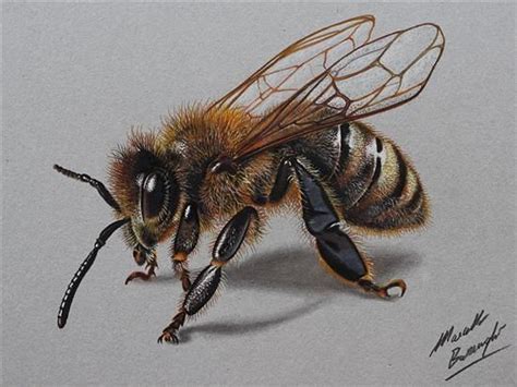 honey bee drawing realistic - Bigger Picture Account Portrait Gallery