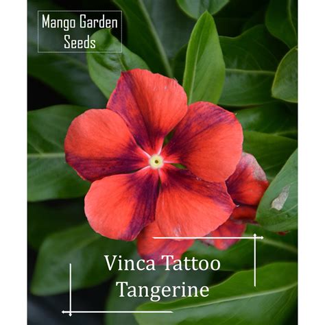 Tattoo Tangerine Vinca Flower Seeds 5 Seed Pot Friendly Tanam Pasu