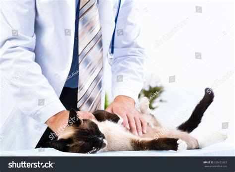 Vet Checks The Health Of A Cat In A Veterinary Clinic Stock Photo