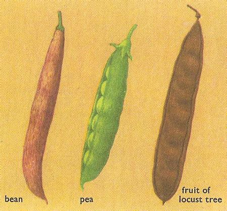 Follicle Fruit Examples