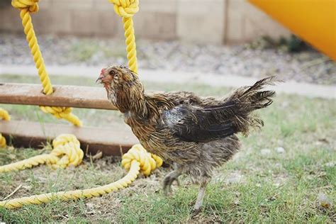 A Practical Guide To Keeping Chickens Chicken Care Oh Lardy