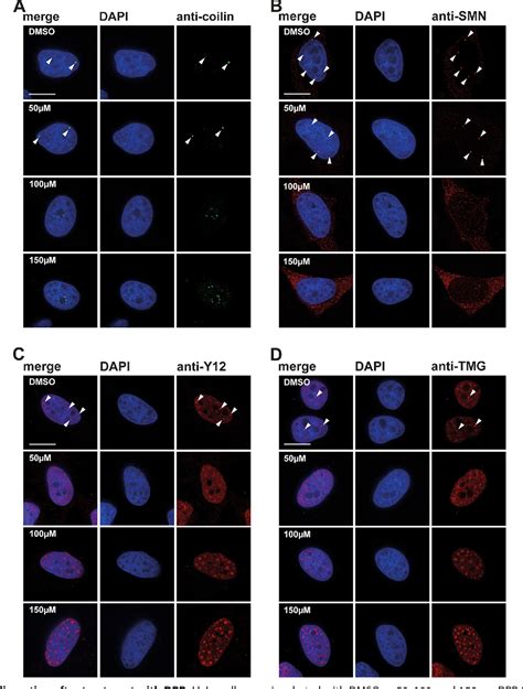 Figure 1 From Identification Of Small Molecule Inhibitors Of Pre Mrna