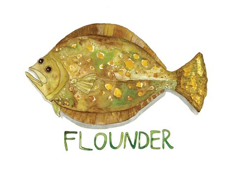 Flounder Fish Illustrated Watercolor Art Print | Etsy