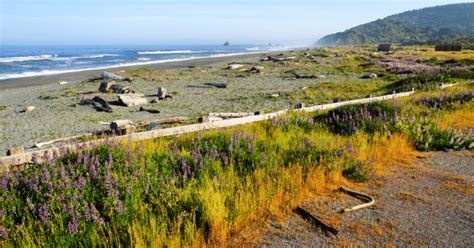 Redwood National Park The Complete Guide In 2024 North Of Bleu