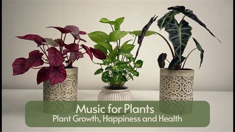 Music For Plants Happiness Plant Growth Music Therapy Youtube