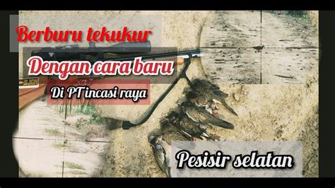 Berburu Tekukur Dengan Cara Terbaru Di Pt Incasi Raya Pesisir Selatan