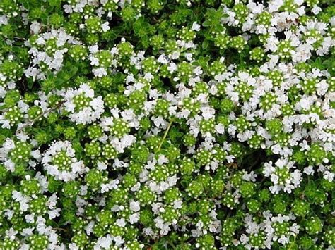 Thymus Praecox Albiflorus P9 De Tuinen Van Appeltern