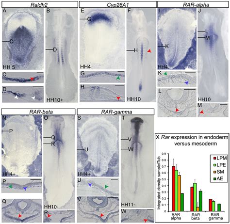 Endogenous Ra Signaling Can Be Activated In Endoderm Whole Mount In