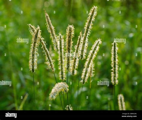 Rispen Von Wiesenfuchsschwanz Alopecurus Pratensis Fotos Und