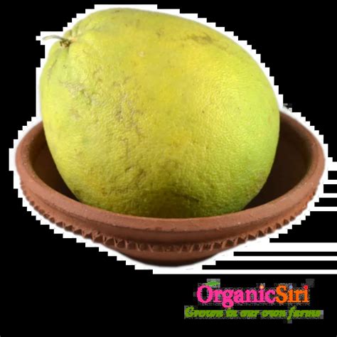 Organic Pampara Panasa 1pc Organicsiri Farms