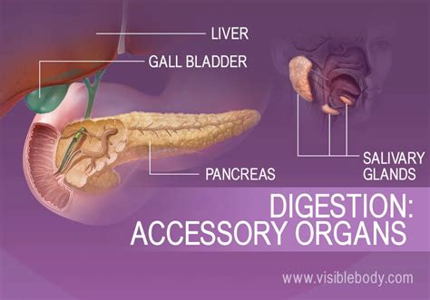 Accessory Organs Of Digestion Include The Liver Gall Bladder Pancreas