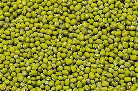 Feijão Mungo - 1KG de Sementes Moyashi / Adubação Verde - Feijão ...