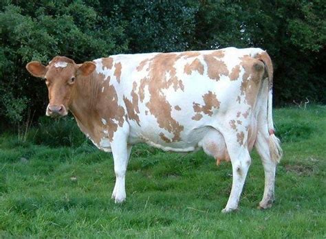 Guernsey Cattle Info, Size, Lifespan, Uses, and Pictures