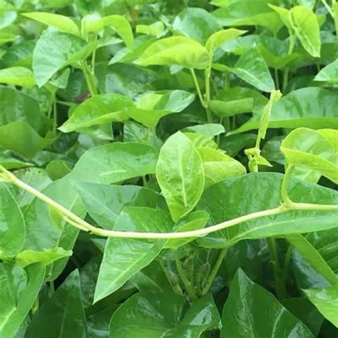 Biji Benih Kangkung Air Daun Besar Batang Putih 100 Seed Big Leaf