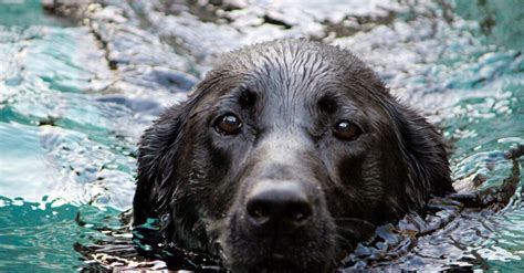 Hommes Risquent Leur Vie Pour Sauver Un Chien De La Noyade Vous N