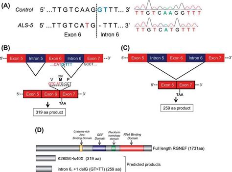 Frameshift Mutation In Rgnef In A Case Of Fals A Sequence Profi Le