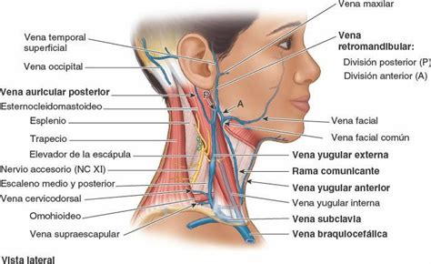 04 Estructuras Superficiales del Cuello Enfermería