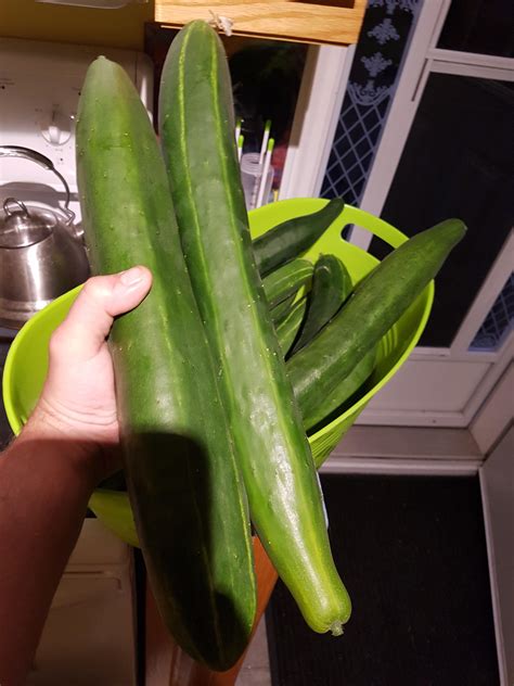 The cukes did amazing this year | Lawn care, Amazing, Aerogarden