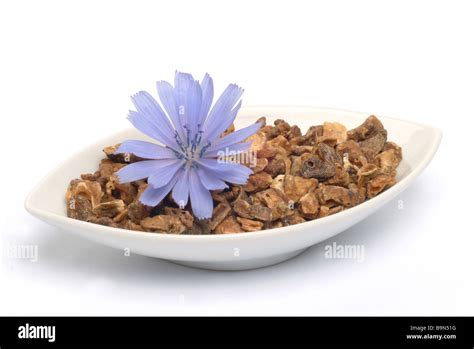 Medicinal Plant Wegwarte Blauwarte Zichorie Chicory Blue Daisy Common