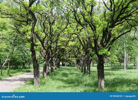 Duas Fileiras Do Umbraculifera Do Pseudoacacia Do Robinia No Parque