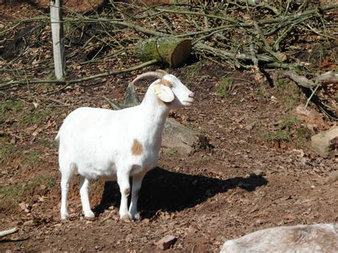 Free Images White Farm Wildlife Pasture Grazing Sheep Mammal