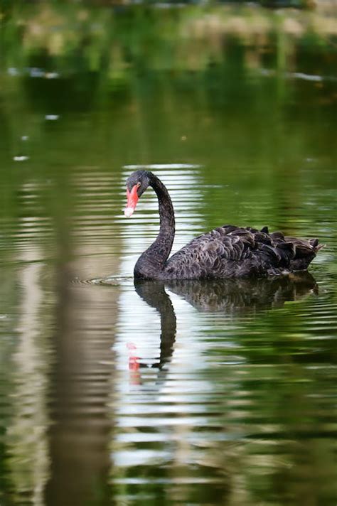 Black Swan Swimming in Lake · Free Stock Photo