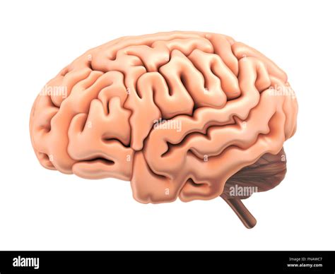 Simbolo Del Cervello Immagini Senza Sfondo E Foto Stock Ritagliate Alamy