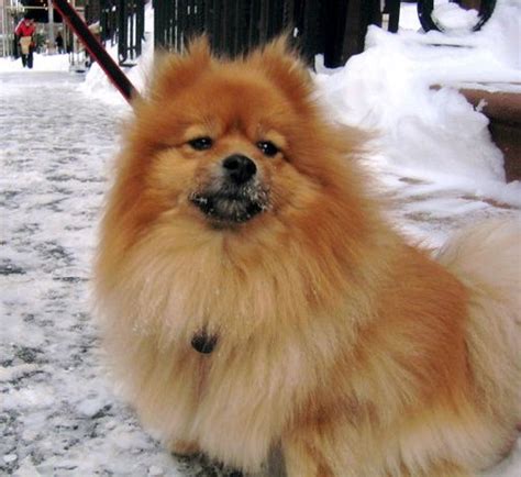 snowbelle! | madabandon | Flickr