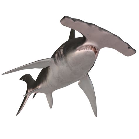 Swimming Shark Illustration 27257721 Png