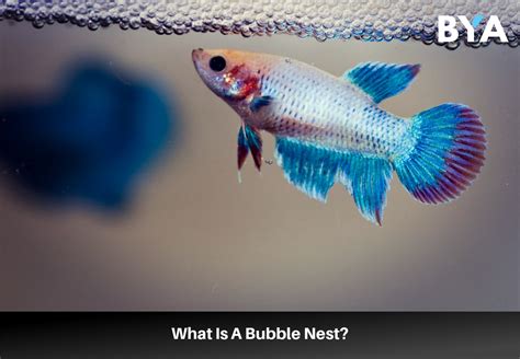 Betta Bubble Nest What Is And What Do They Mean