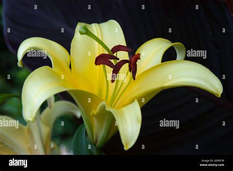 Lilium YELLOWEEN, Lily ,orientpet, lily Stock Photo - Alamy