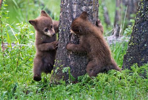 Peek-a-boo bear | Alex Doppelgänger