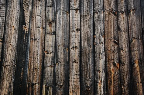 Banco de imagens árvore natureza floresta ramo plantar borda