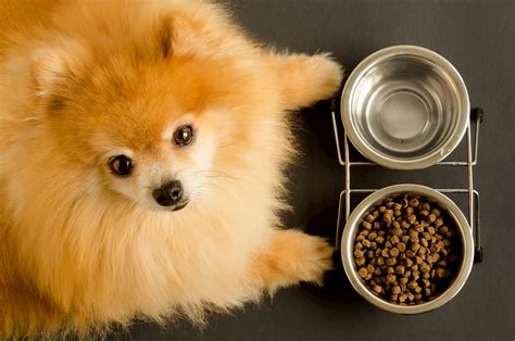 Cachorro Pode Comer Feij O Veja Como Oferecer Sem Riscos Para O Pet