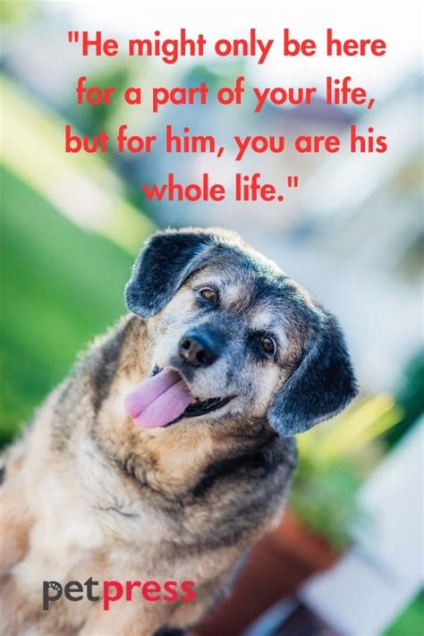 50 Best Dog Tombstone Quotes That Can Melt Your Heart