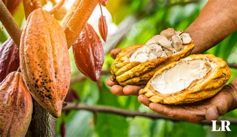 Día Del Cacao Y Chocolate 1 De Octubre ¿cuáles Son Las Regiones Productoras Del Perú Día