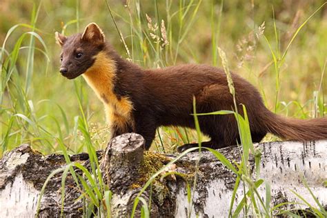 Weasel Stock Photos Pictures And Royalty Free Images Istock