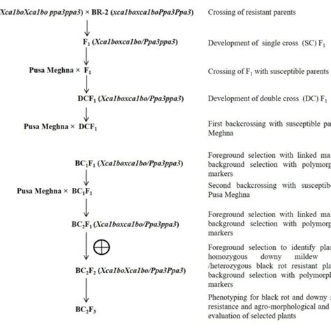 Marker Assisted Backcross Breeding Mabb Strategy Download Scientific Diagram