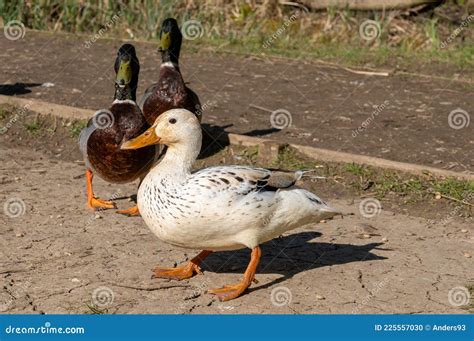 Leucistic Female Mallard Duck With Partial Loss Of Pigmentation With A