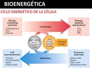 Ciclos Bioenergeticos - METABOLISMO Y BIONERGIA BIOQUIMICA.pdf