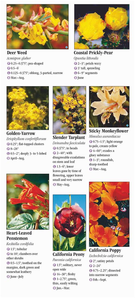 Wildflowers of Southern California – Quick Reference Publishing Retail