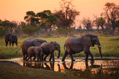 Reportan Misteriosa Muerte De Cientos De Elefantes En África Bioguia