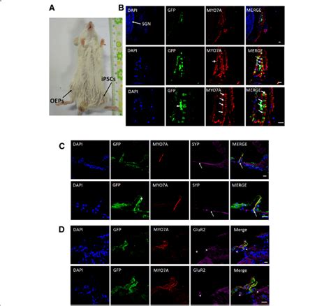 Transplantation Of Otic Epithelial Progenitors Into The Cochlea Of The