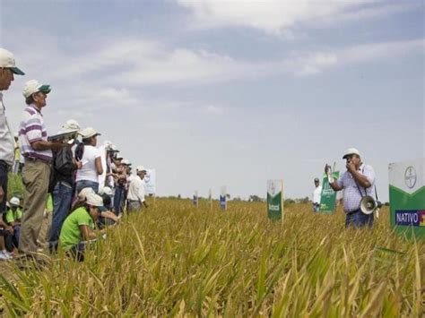 Piura Más Del 50 De Cultivos De La Región En Riesgo Por Fenómeno El