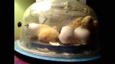 Baby Chickens Hatching Live Stream Youtube