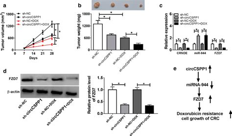 Circcspp1 Knockdown Suppresses The Tumor Growth Of Crc In Vivo Ad The