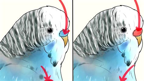 How To Easily Identify Your Budgie Sex Male Or Female Youtube