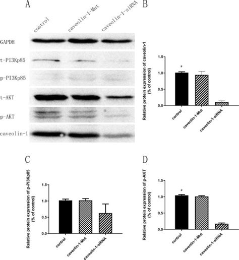 The Effect Of Caveolin Knockdown On The Caveolin And Pi K Akt